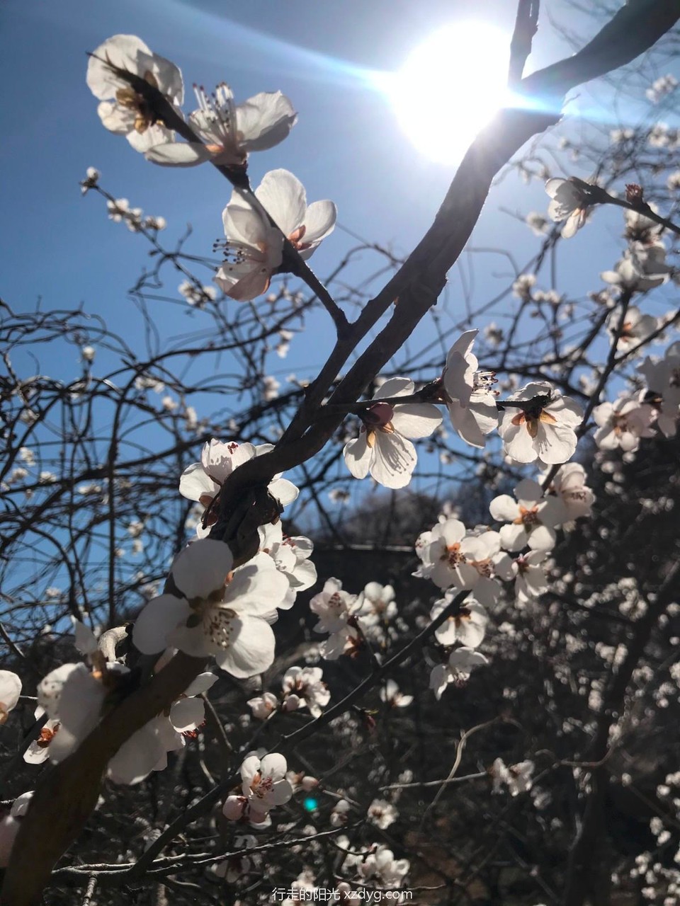 mmexport1649154671175