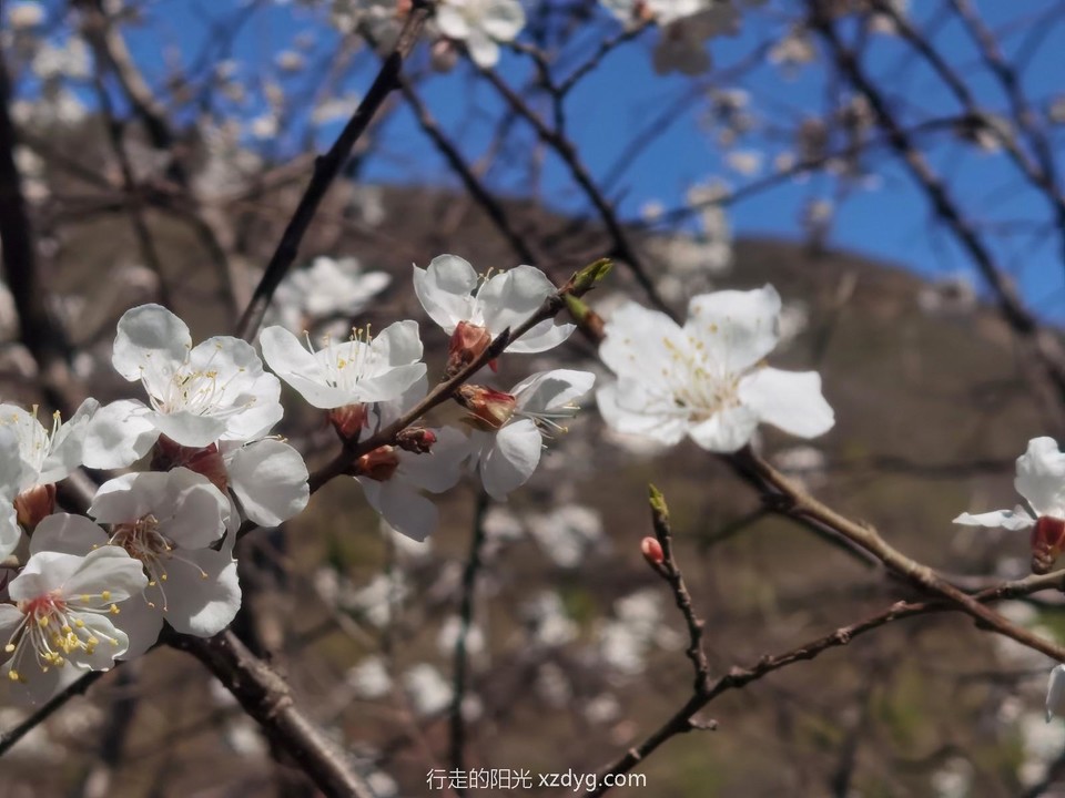 mmexport1650099659537_edit_175960753945024