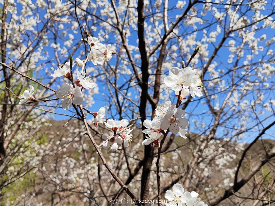 mmexport1650099836699