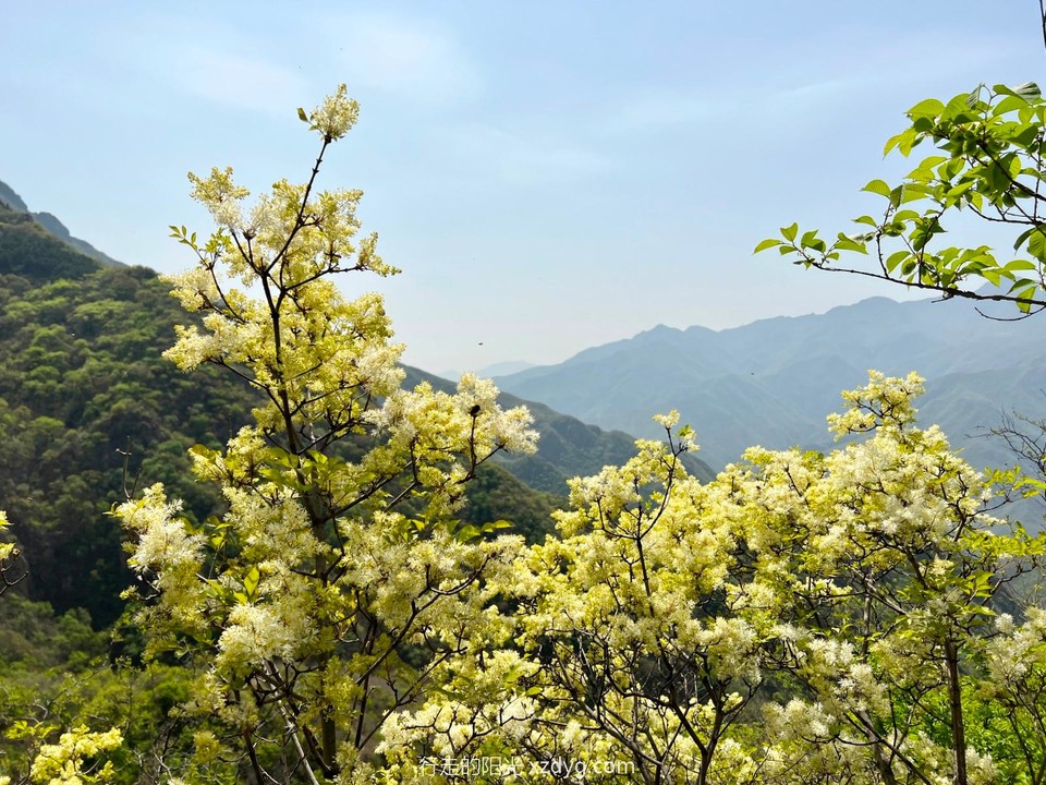 mmexport1650772649488