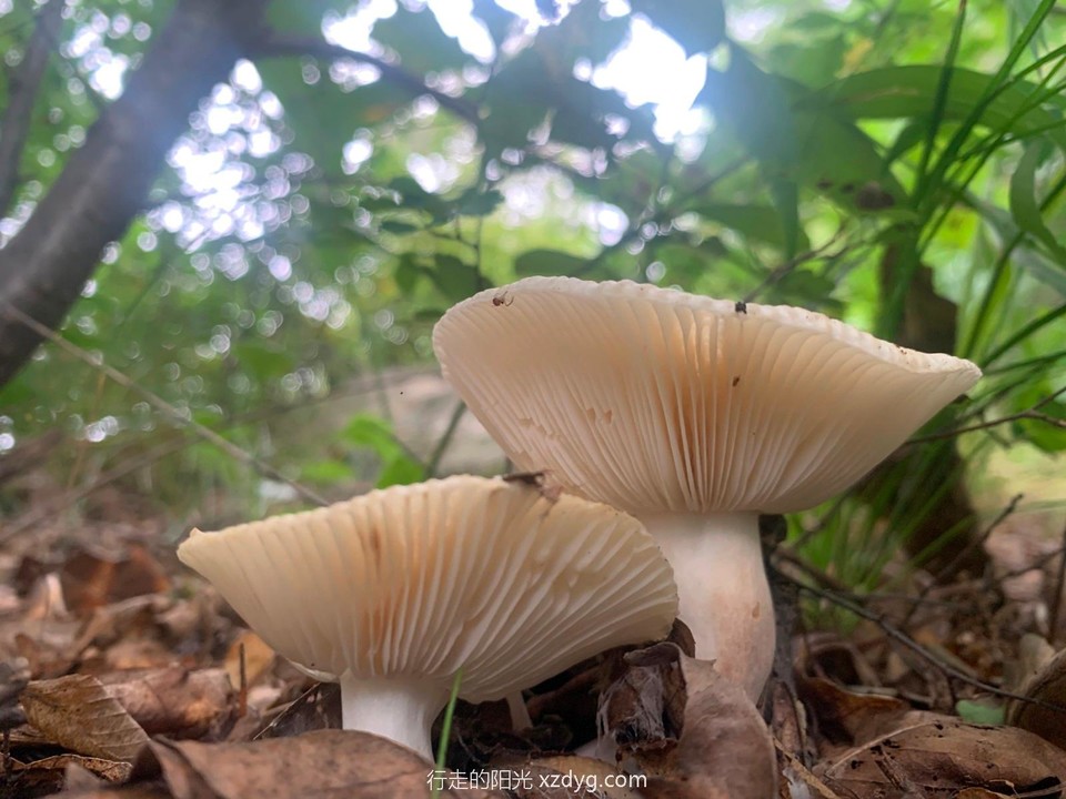 mmexport1660461026109