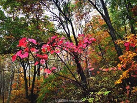 mmexport1665047641283