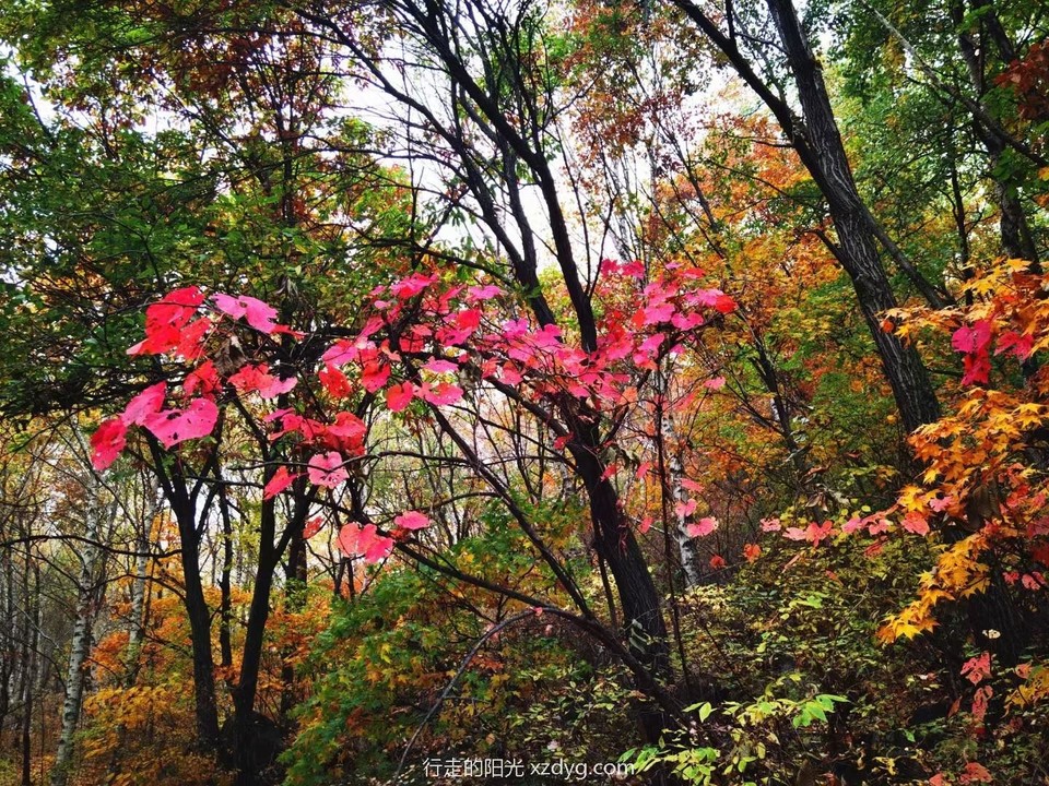 mmexport1665047641283