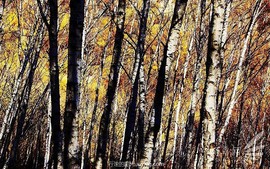 mmexport4cd4441612c8f69fcafc9d3f50775145_1665048006768