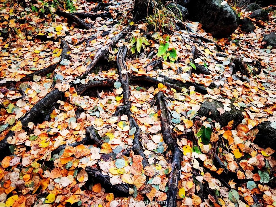 mmexport1665047513373