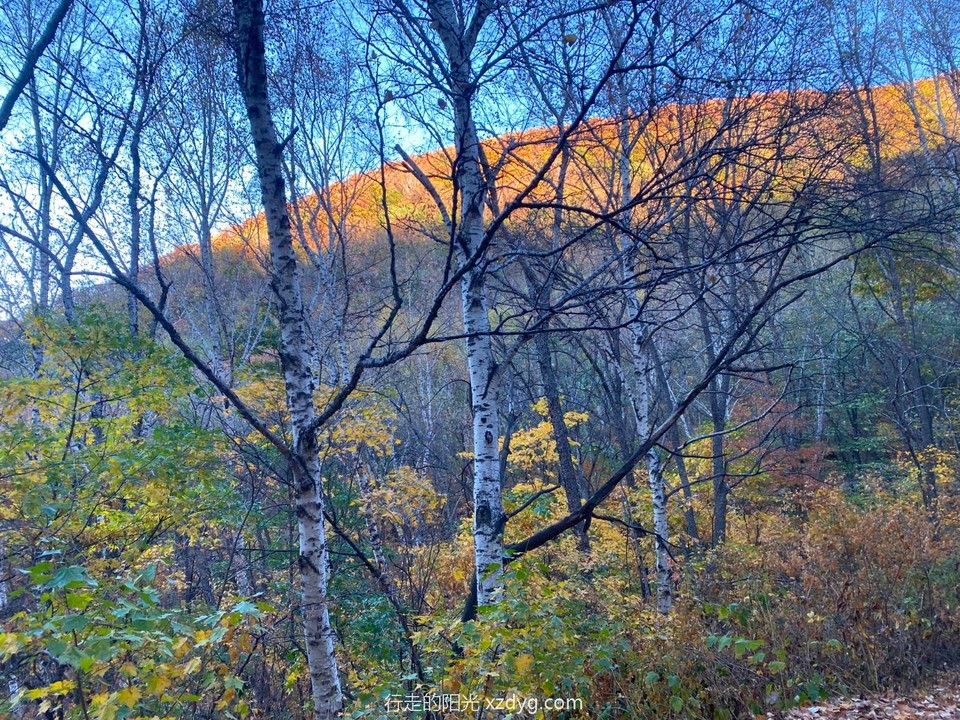 mmexport1665047575062