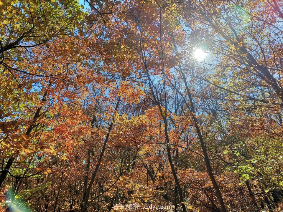 mmexport1665921807370_edit_160376827077089