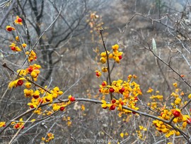 mmexport1667043134470