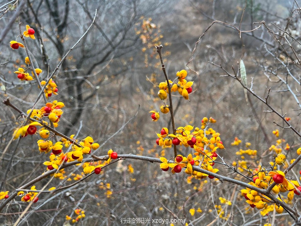 mmexport1667043134470