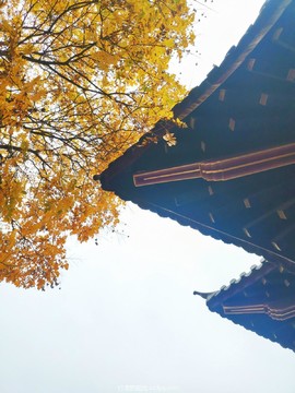 mmexport1667047506563