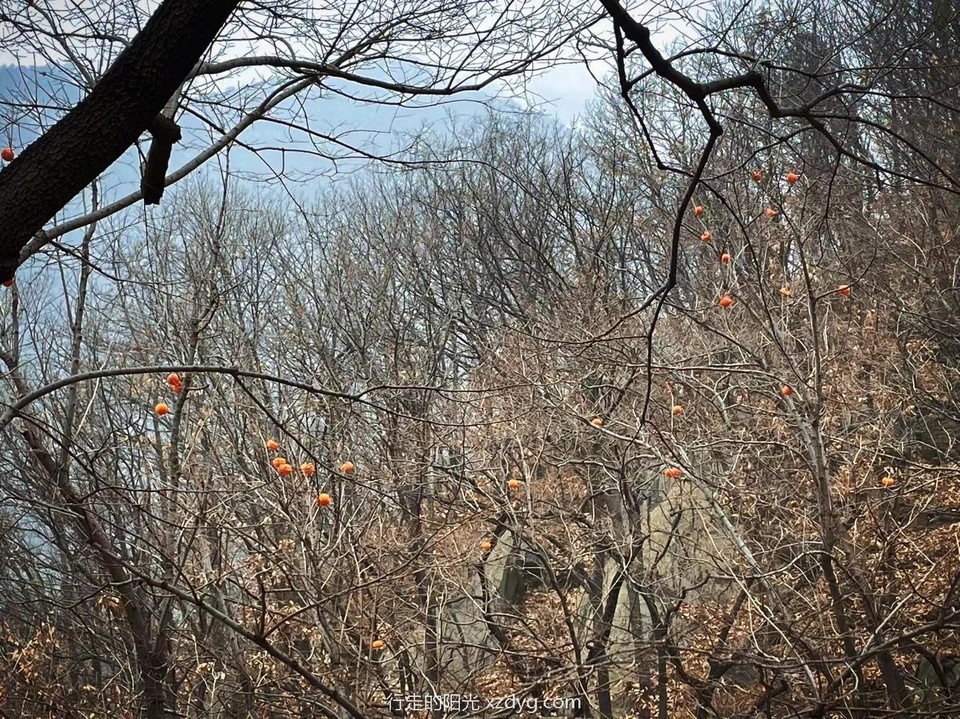 mmexport1669004957299