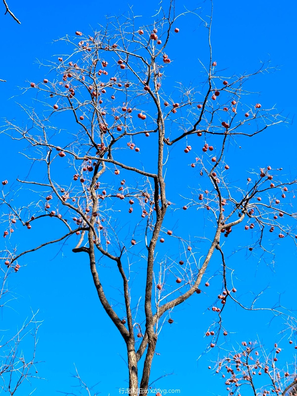 mmexport1671885306195