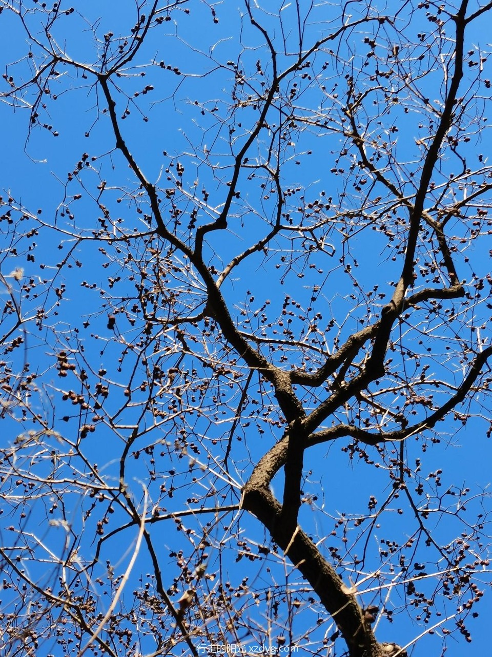 mmexport1671885155188