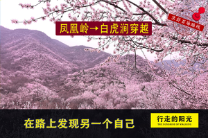 清明【第1060期·初级强度】（4月5日·周日）凤凰岭→白虎涧穿越（徒步山花秘境）一日路线