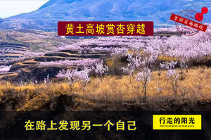 【第1068期·休闲徒步】（4月12日·周日）黄土高坡赏杏花穿越（千树杏花春意闹，黄土坡头花似潮）一日路线 