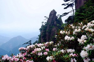 特价-278「三清山」5.16-17山顶最佳露营地，有热水洗漱，可订房间。问道三清山，  仙山藏仙境，偶遇高山杜鹃。