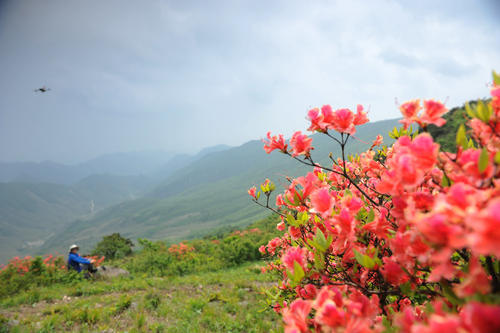 徒吴越古道，登铁匠峰道场坪，赏高山杜鹃