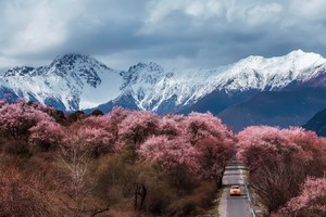 「滇藏桃花」3.23-4.02从丽江到拉萨，雪山冰川伴十里桃林，一路藏地春光入眸来