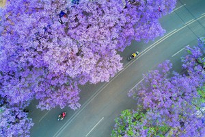 「一路繁花」4.18-24一城繁花映滇南，四花同赏踏山河，行遍秘境，不负人间万里风光