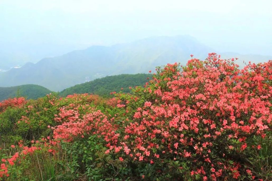 [徒步赏花]4.21 徒步余杭鸬鸟山!穿翠林竹海,赏漫山杜鹃