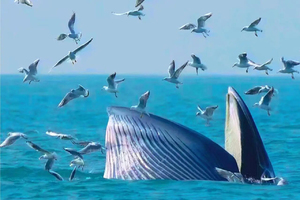 活动成行-春节「巨鲸花园」2.18-21别让期待落空！北海涠洲：踏浪逐鲸，邂逅深海巨兽的温柔幻梦