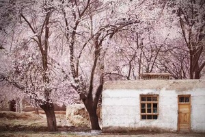 「南疆塔莎杏花」3.25-31喀什出发赴南疆杏花之约，穿塔莎古道览木吉火山，盘龙古道伴湖光，大同塔尔乡杏香漫山野