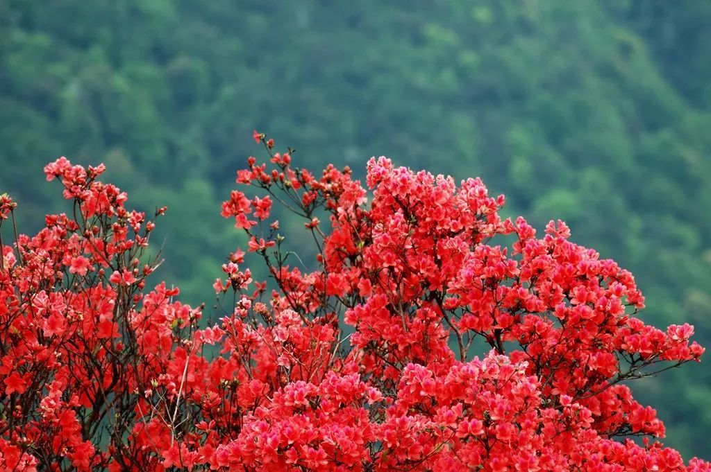 满山红花似彩霞.