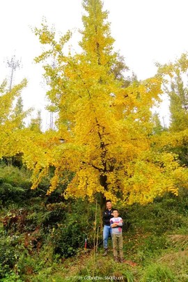 微信图片_20181022104536