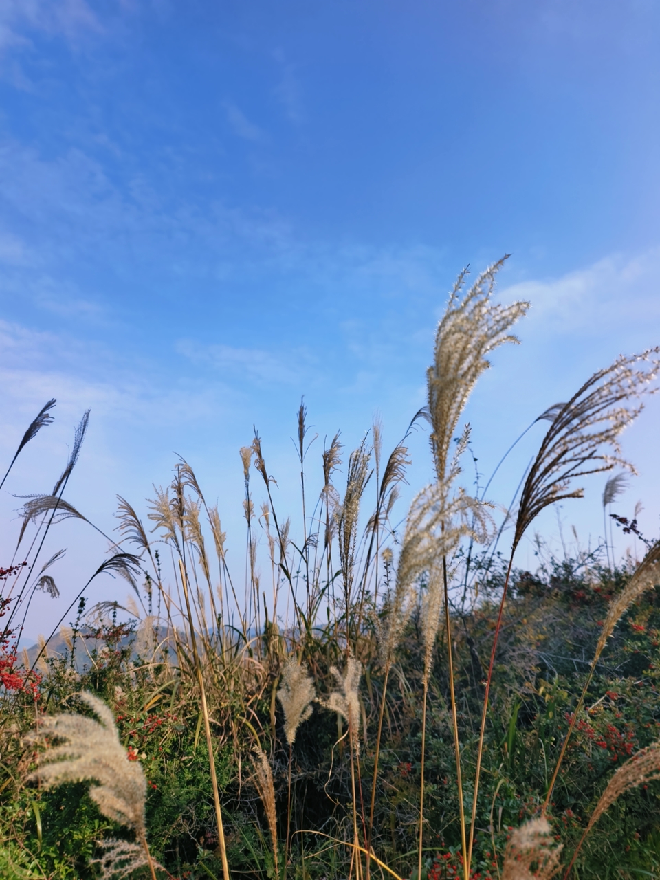 微信图片_20241225145101