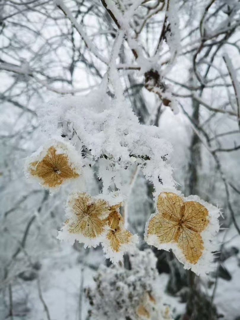 微信图片_20241225153505