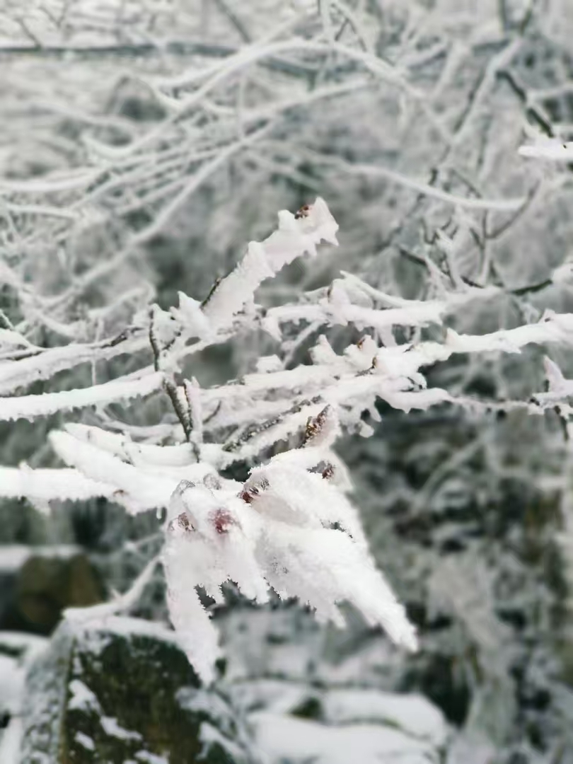 微信图片_20241225153512