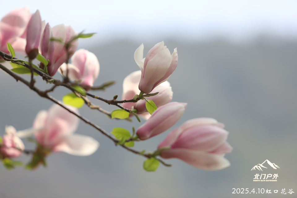 微信图片_20250410203358