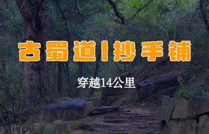 【古蜀道l抄手铺】4.5 千年古柏成林，徒步金牛古道精华段，穿越14公里