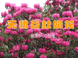 【天府北门户外】4.4 无忧谷杜鹃花 阳光下的无忧谷，山花烂漫，静享无忧时光