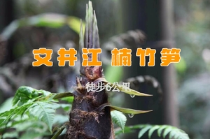 【天府北门户外】4.4挖笋子啦！走进如画文井江楠竹笋，品尝第一茬新鲜楠竹笋