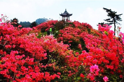 【云雾山赏杜鹃】本周日4月14号徒步穿越后山峡谷,访云雾山赏杜鹃一日游
