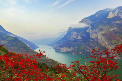 【遇见三峡红叶】11月21号起共6期: 遇见三峡最美红叶季,休闲旅行5日游(宜昌集散)