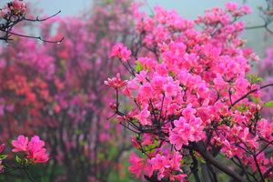 已成团！【云雾岭杜鹃花】4.19徒步宁波云雾岭古道漫山遍野杜鹃花，登顶金峨山~