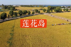【吃大闸蟹去喽】11.8徒步阳澄湖莲花岛，可以自行消费大闸蟹~