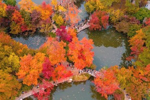 【秋日赏枫-含门票】10.31徒步天平山枫叶正红，秋意正浓，打卡木渎古镇~