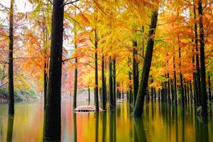 【秋色·雪窦岭】12.6 感怀江南秋色，寻觅稽东秘境，徒步绍兴雪窦岭古道，水杉林树影粲然~~