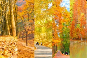 【休闲线·大禹谷】12.21轻徒长乐大禹谷，探秘杭州“小富士”，寻找隐秘在余杭山间的绚烂秋色~