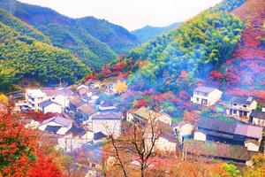 【特价300元】12.6-7行摄四明山茅镬古村，漫步丹山赤水；遇见四明湖水上红杉林，徒步燕窝古道~