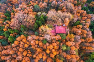 【秋色·莫干山】12.6徒步走进人文莫干山，红枫秋叶渲染山涧，感受秋之意境~