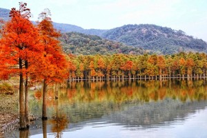 【探秘·池杉】12.6秋色古道徒步，鸟归林，泉成湖，池杉成林，打卡小众的水杉徒步圣地~