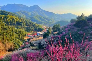 【关注视频号特价99】3.8寻梅吉山梅园，徒步萧绍古道