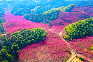 【关注视频号特价99】3.21轻徒临安米积山，千亩红樱染遍山谷，美上“央视”~