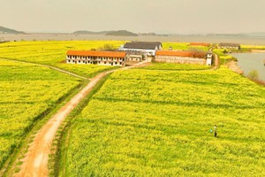 【关注视频号特价99】3.22周日西山太湖畔油菜花海，拜天下第一财神，徒步登高望缥缈太湖~