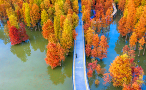 【秋骑·青山湖】12.13 环骑青山湖，览青山湖水上红杉林，穿越绿野仙踪，迷失红杉林与抹茶湖的童话世界~