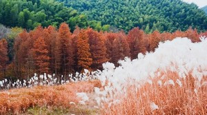 【小众新线·皎口红杉·荻花荡】12.20环徒宁波皎口水库，双色水杉林，广垠荻花荡，打卡秋日“瓦尔登湖”，邂逅可爱小羊~